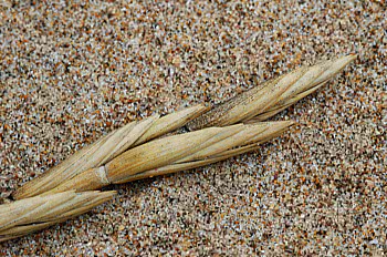 sand couch flowering head